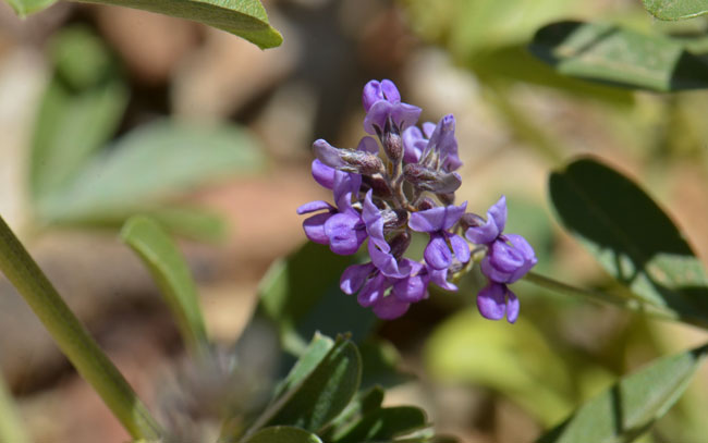 Alfalfa has showy purple flowers that bloom from April to October. Medicago sativa Alfalfa has showy purple flowers that bloom from April to October. Medicago sativa